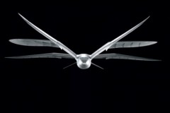  FESTO  SmartBird ( )