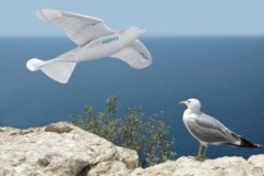  FESTO  SmartBird ( )